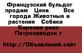 Французский бульдог продам › Цена ­ 1 - Все города Животные и растения » Собаки   . Карелия респ.,Петрозаводск г.